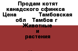 Продам котят канадского сфинкса › Цена ­ 4 500 - Тамбовская обл., Тамбов г. Животные и растения » Кошки   . Тамбовская обл.,Тамбов г.